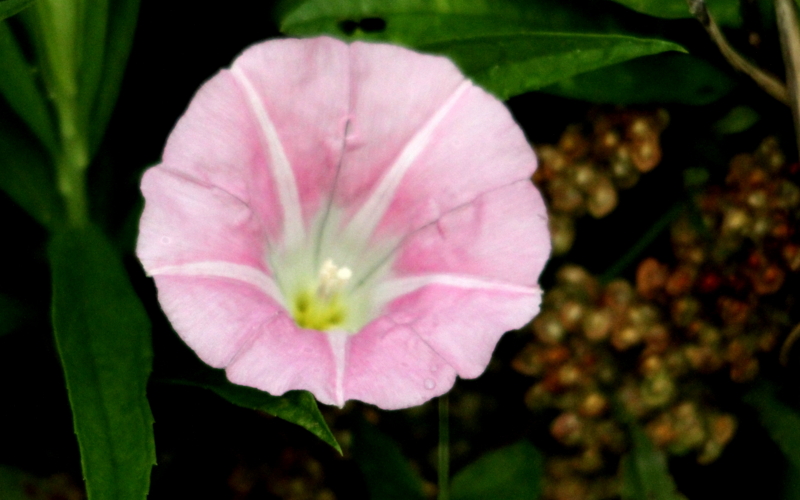 f:id:digibirds:20140628070959j:image