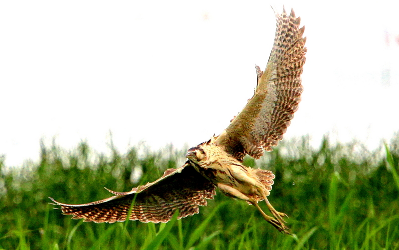 f:id:digibirds:20140629160311j:image f:id:digibirds:20140629160311j:image
