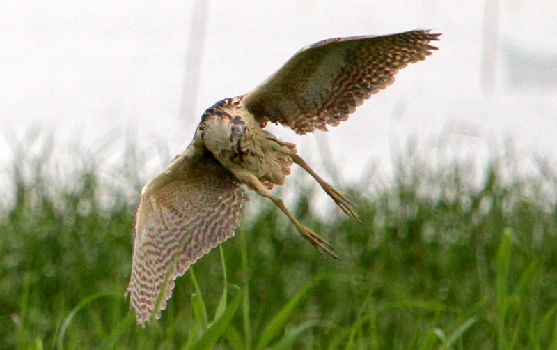 f:id:digibirds:20140629160314j:image f:id:digibirds:20140629160314j:image