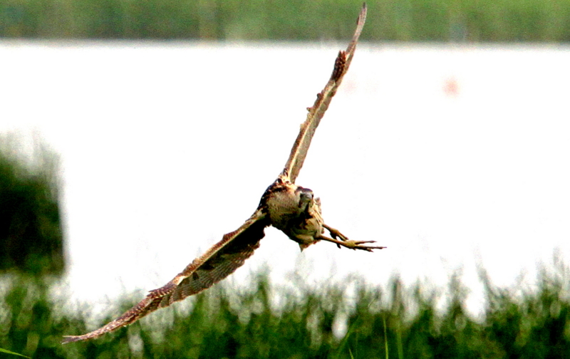 f:id:digibirds:20140629160317j:image f:id:digibirds:20140629160317j:image