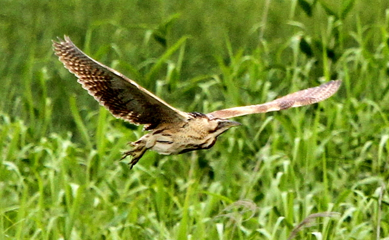 f:id:digibirds:20140629160320j:image f:id:digibirds:20140629160320j:image