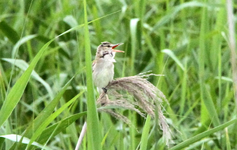 f:id:digibirds:20140701095839j:image