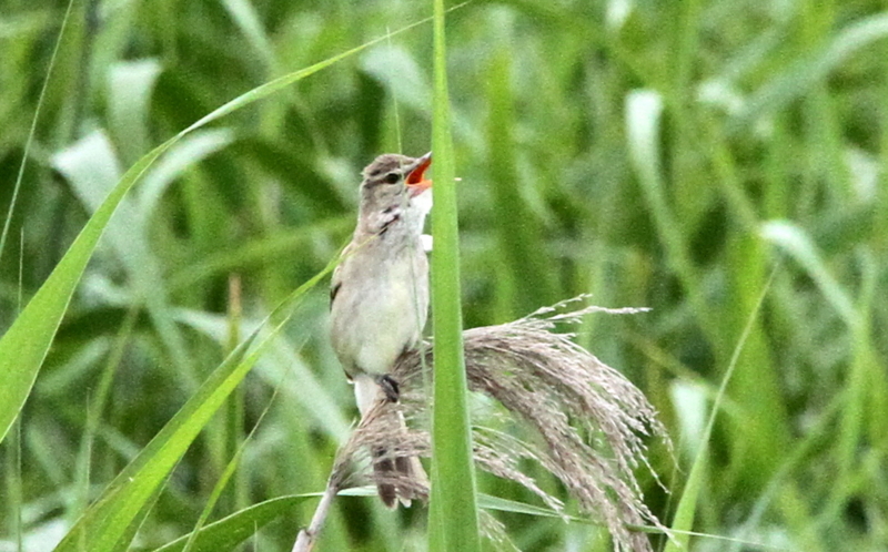 f:id:digibirds:20140701095842j:image