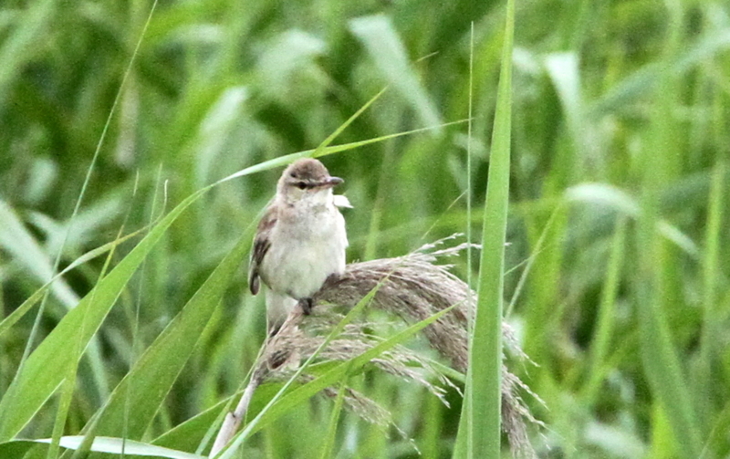 f:id:digibirds:20140701095844j:image