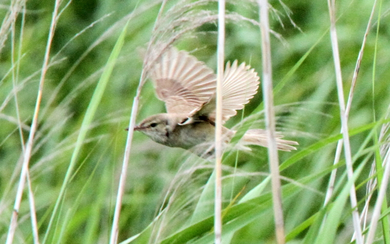 f:id:digibirds:20140701095850j:image