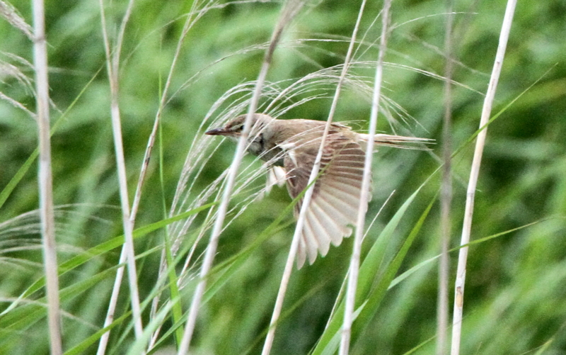 f:id:digibirds:20140701095853j:image