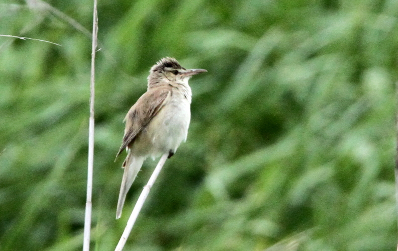 f:id:digibirds:20140701095900j:image