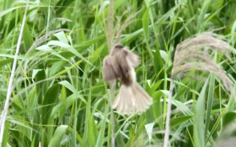 f:id:digibirds:20140701095941j:image