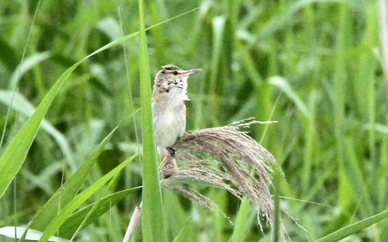 f:id:digibirds:20140701100216j:image