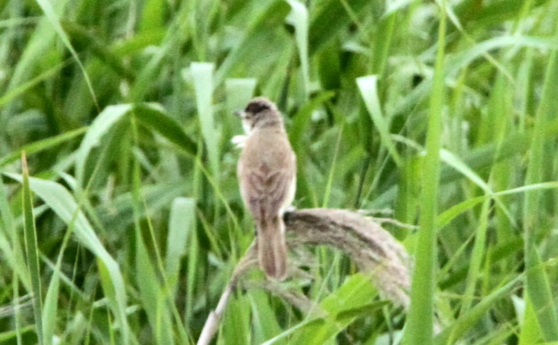 f:id:digibirds:20140701152452j:image