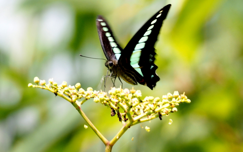 f:id:digibirds:20140702151220j:image