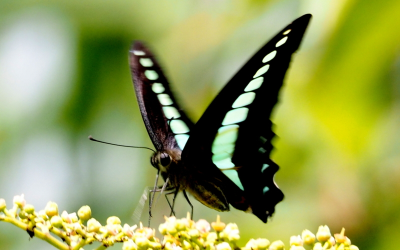 f:id:digibirds:20140702224302j:image