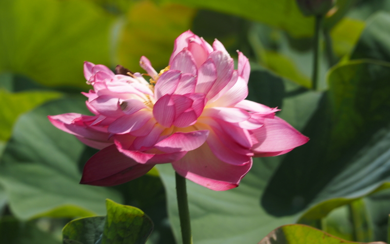 f:id:digibirds:20140702232409j:image