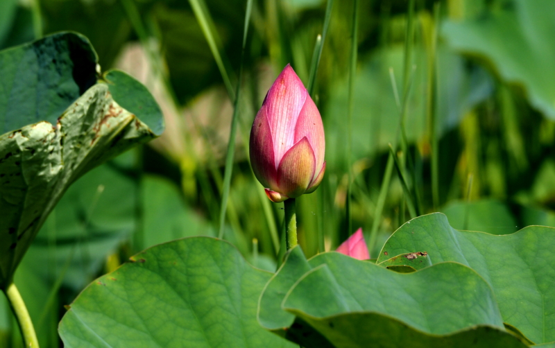 f:id:digibirds:20140702232451j:image