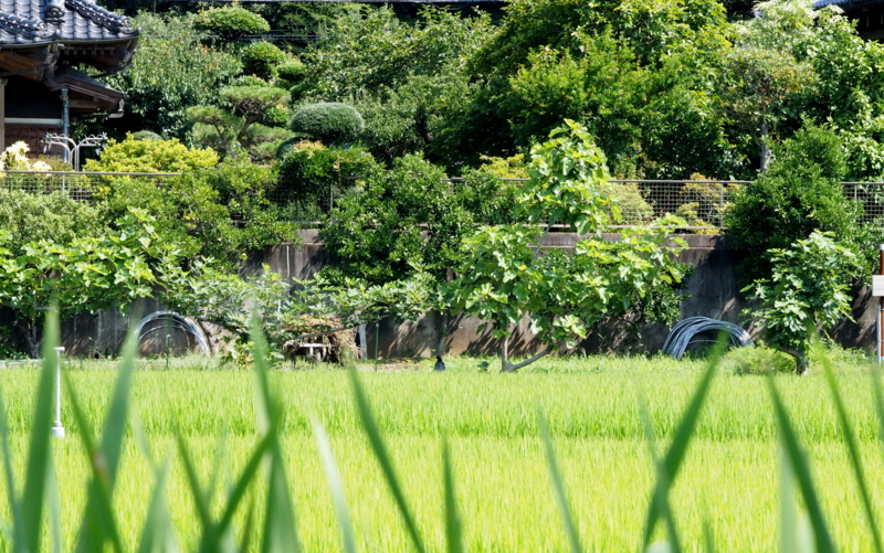 f:id:digibirds:20140704154743j:image f:id:digibirds:20140704154743j:image