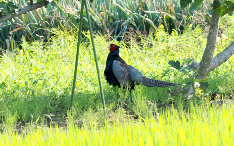 f:id:digibirds:20140704154805j:image f:id:digibirds:20140704154805j:image