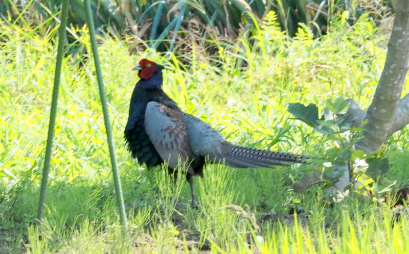 f:id:digibirds:20140704154817j:image f:id:digibirds:20140704154817j:image