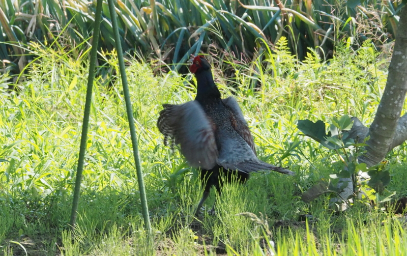 f:id:digibirds:20140704154823j:image f:id:digibirds:20140704154823j:image