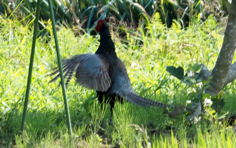 f:id:digibirds:20140704154830j:image f:id:digibirds:20140704154830j:image