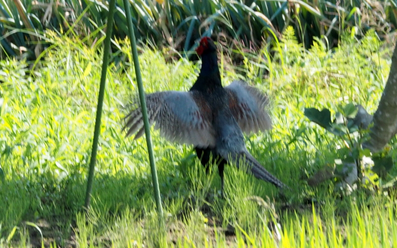 f:id:digibirds:20140704154835j:image f:id:digibirds:20140704154835j:image