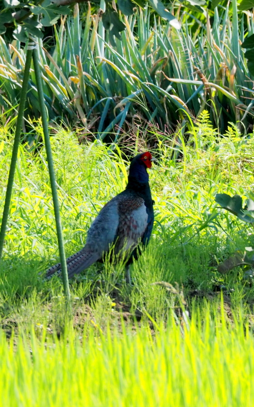 f:id:digibirds:20140704154845j:image f:id:digibirds:20140704154845j:image