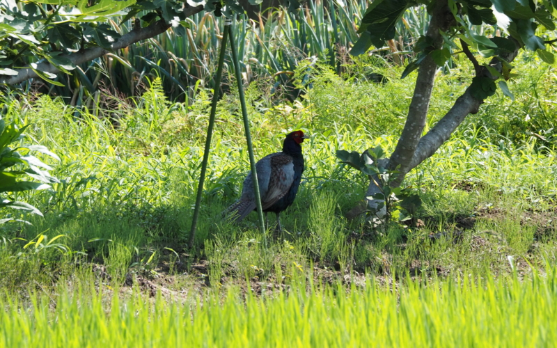 f:id:digibirds:20140704154852j:image f:id:digibirds:20140704154852j:image