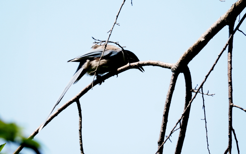 f:id:digibirds:20140707181333j:image f:id:digibirds:20140707181333j:image