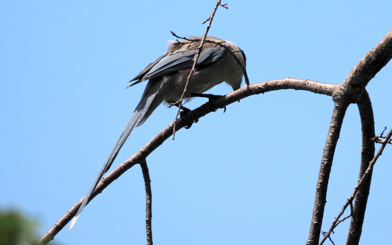 f:id:digibirds:20140707181354j:image f:id:digibirds:20140707181354j:image