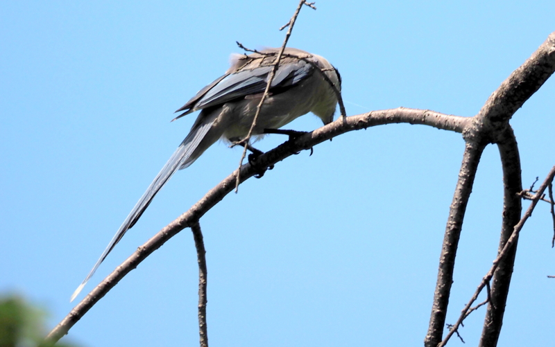 f:id:digibirds:20140707181408j:image f:id:digibirds:20140707181408j:image
