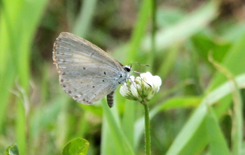 f:id:digibirds:20140711153322j:image