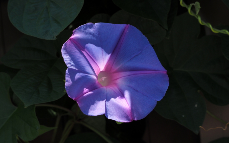f:id:digibirds:20140713115249j:image f:id:digibirds:20140713115249j:image