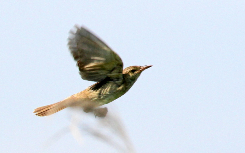 f:id:digibirds:20140715084211j:image