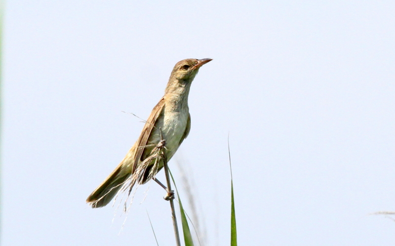 f:id:digibirds:20140715084218j:image