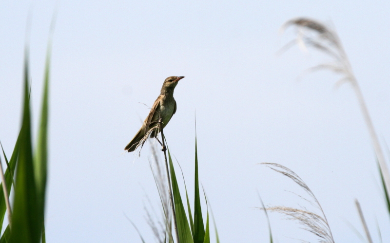f:id:digibirds:20140715084222j:image