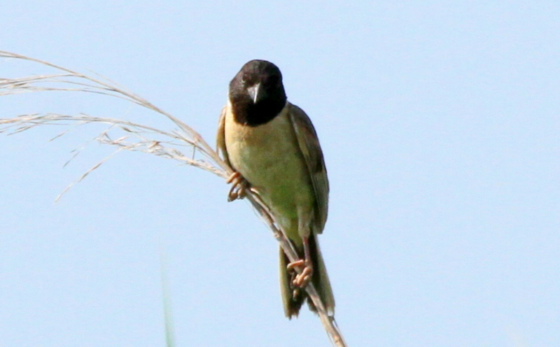 f:id:digibirds:20140717232447j:image