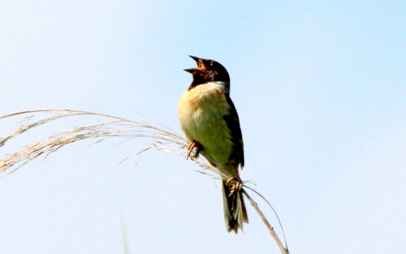 f:id:digibirds:20140717232451j:image