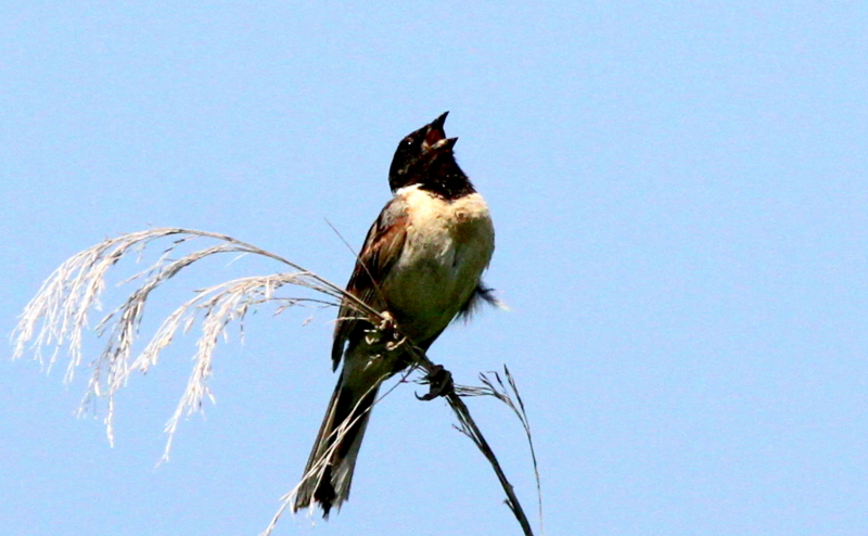 f:id:digibirds:20140717232457j:image