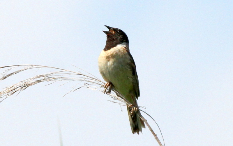 f:id:digibirds:20140717232501j:image
