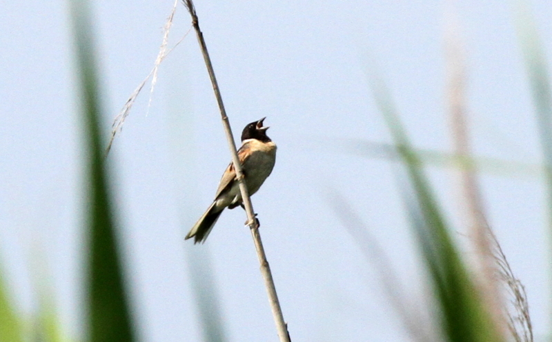 f:id:digibirds:20140717232506j:image
