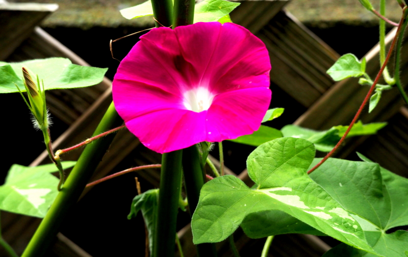 f:id:digibirds:20140720085934j:image f:id:digibirds:20140720085934j:image