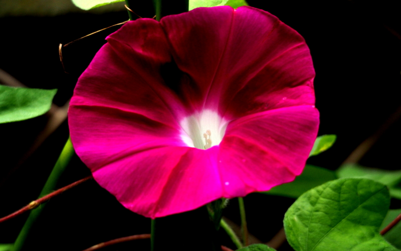 f:id:digibirds:20140720092758j:image f:id:digibirds:20140720092758j:image