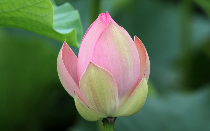 f:id:digibirds:20140723113432j:image f:id:digibirds:20140723113432j:image