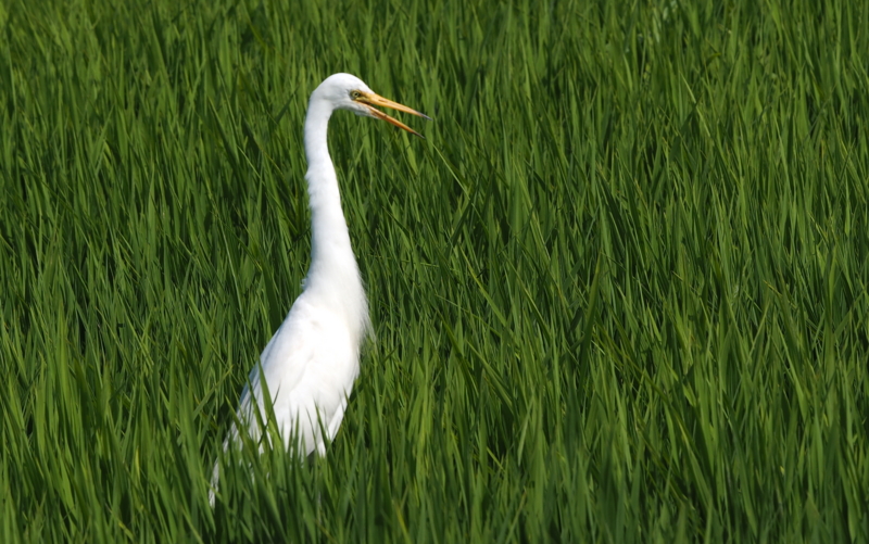 f:id:digibirds:20140725095129j:image