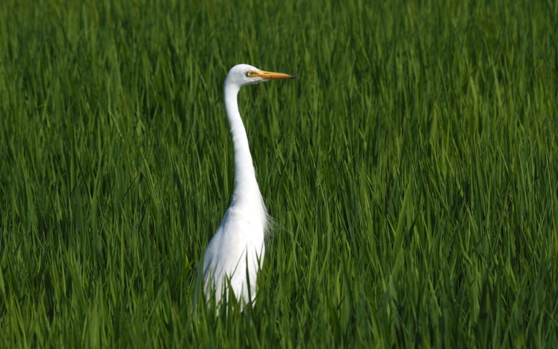 f:id:digibirds:20140725095141j:image