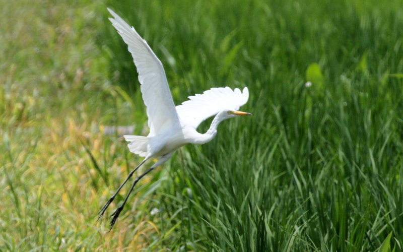 f:id:digibirds:20140725095159j:image