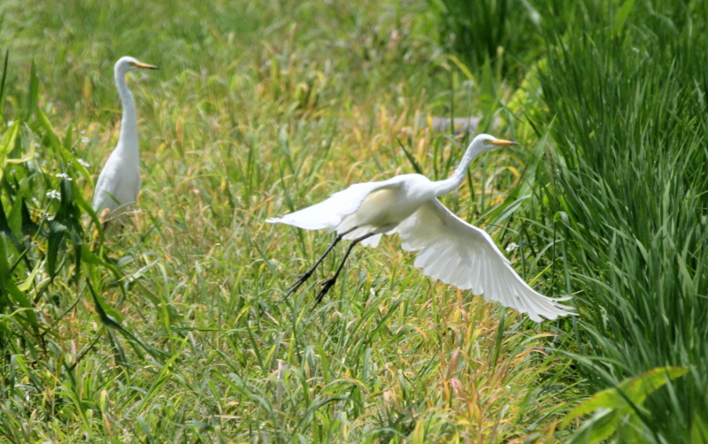 f:id:digibirds:20140725095206j:image