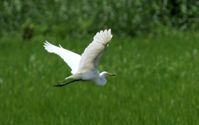 f:id:digibirds:20140725095216j:image