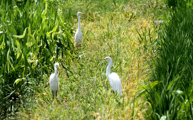 f:id:digibirds:20140725095224j:image
