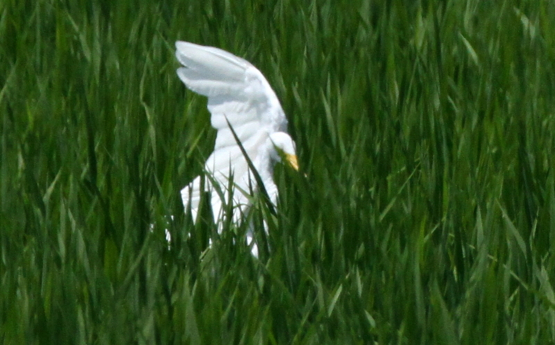 f:id:digibirds:20140725095254j:image