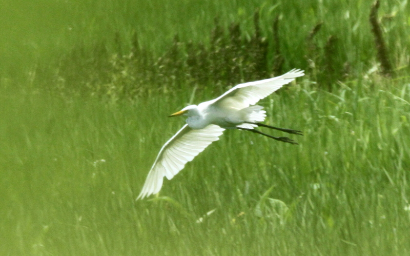 f:id:digibirds:20140725095256j:image